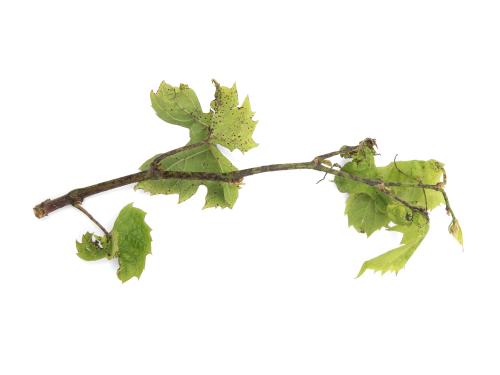 Vigne - Excoriose (Diaporthe neoviticola)