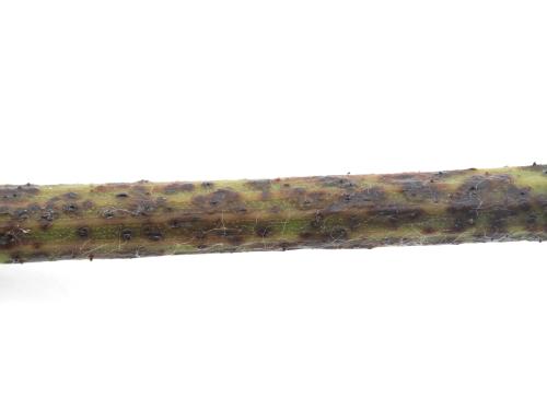 Vigne - Excoriose (Diaporthe neoviticola)