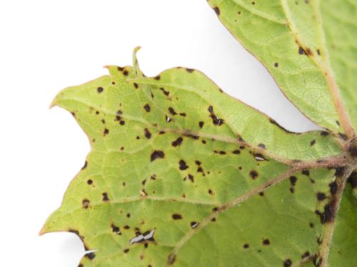 Vigne - Excoriose (Diaporthe neoviticola)