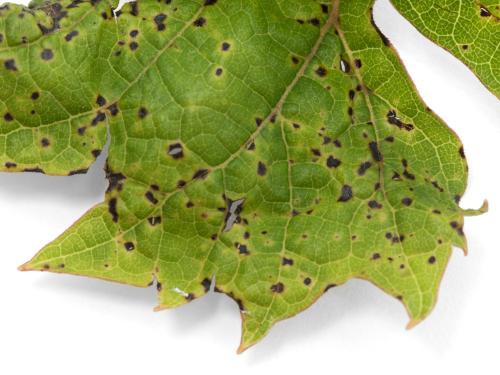 Vigne - Excoriose (Diaporthe neoviticola)