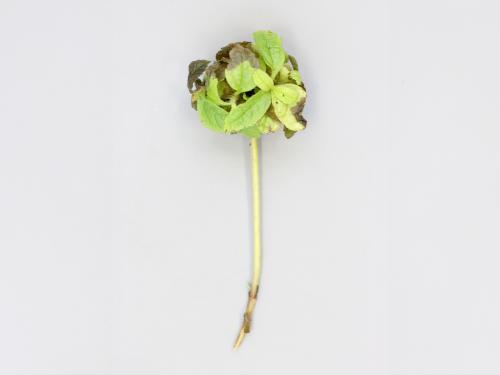 Eupatoires - Phytoplasme de la jaunisse de l'aster_1