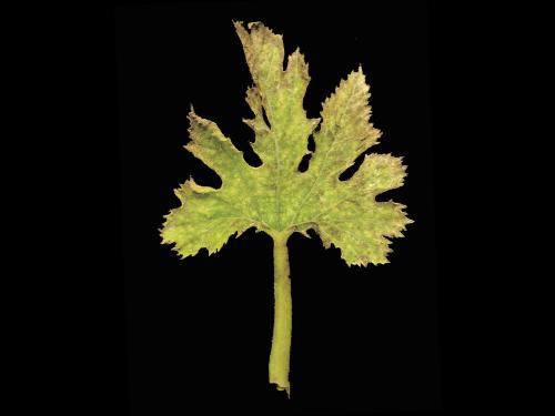 Courges - Virus de la mosaïque du concombre (CMV)