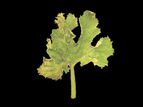 Courges - Virus de la mosaïque du concombre (CMV)