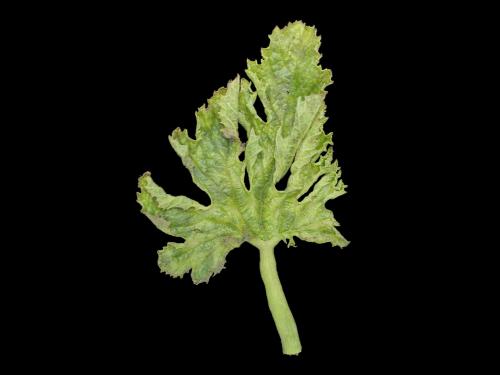 Courges - Virus de la mosaïque du concombre (CMV)