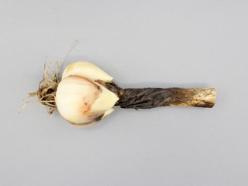 Ail - Anthracnose (Colletotrichum circinans)