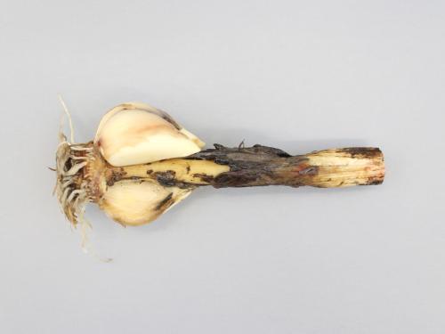 Ail - Anthracnose (Colletotrichum circinans)