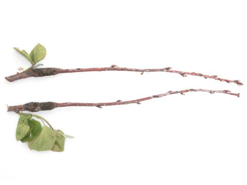 Amélanchier - Rouille (Gymnosporangium sp.)