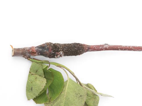 Amélanchier - Rouille (Gymnosporangium sp.)