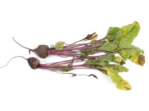 Betterave - Tache cercosporéenne (Cercospora beticola)_2