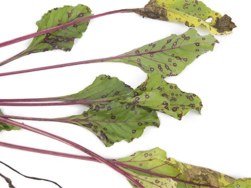 Betterave - Tache cercosporéenne (Cercospora beticola)_4
