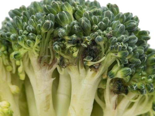 Brocoli - Tache noire alternarienne (Alternaria brassicicola)