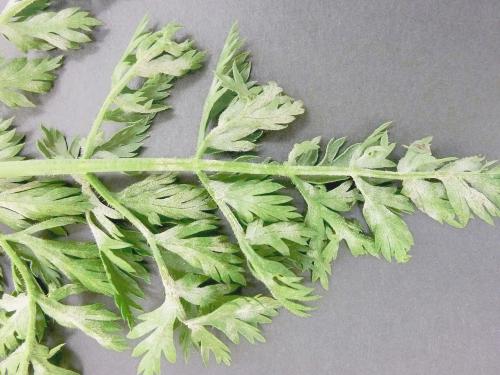 Carotte - Blanc (Erysiphe spp.)