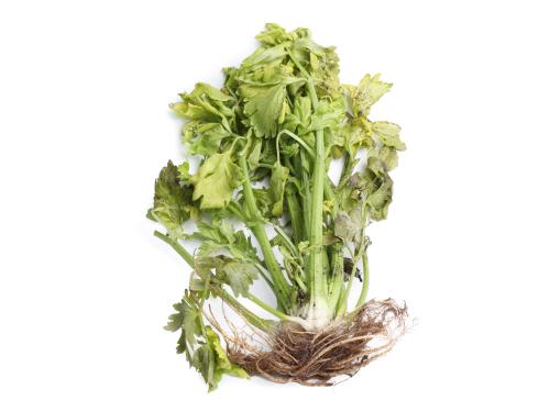 Céleri - Anthracnose (Colletotrichum acutatum)