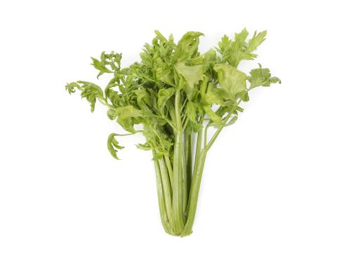 Céleri - Anthracnose (Colletotrichum acutatum)