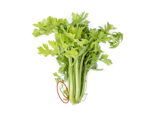 Céleri - Anthracnose (Colletotrichum acutatum)