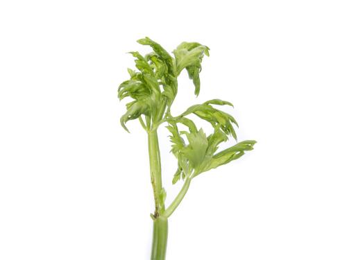 Céleri - Anthracnose (Colletotrichum acutatum)