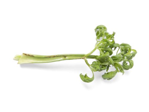 Céleri - Anthracnose (Colletotrichum acutatum)