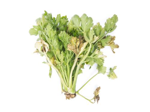 Céleri - Fusariose vasculaire (Fusarium oxysporum)