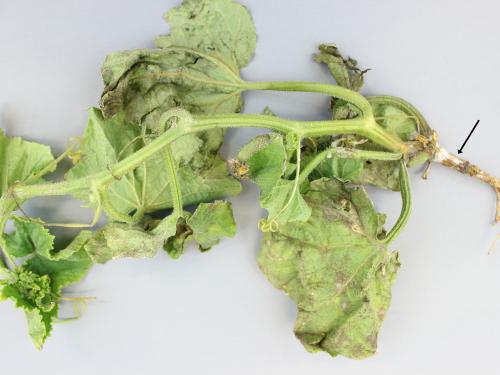 Concombre - Pourriture des racines et du collet (Phytophthora capsici)