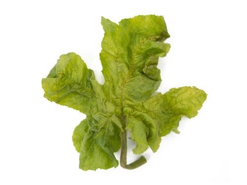 Courges - Virus de la tache annulaire de la papaye (PRSV)