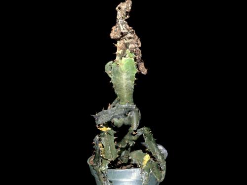 Euphorbes - Moisissure chevelue (Rhizopus stolonifer)_1