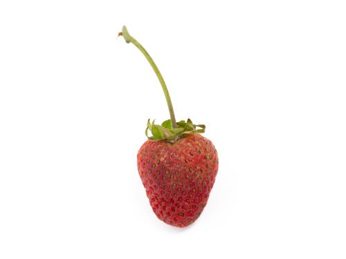 Fraise - Blanc (Sphaerotheca macularis)