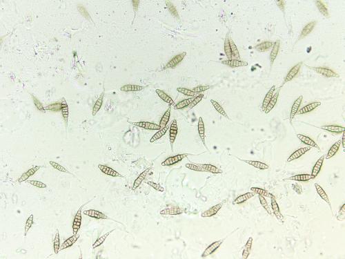 Alternaria sp.