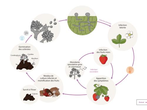 Botrytis cinerea - Cycle de maladie