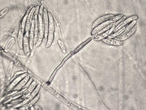 Fusarium solani