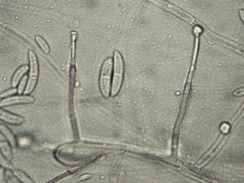 Fusarium solani