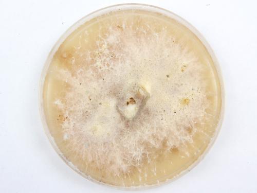 Fusarium solani_milieu de culture