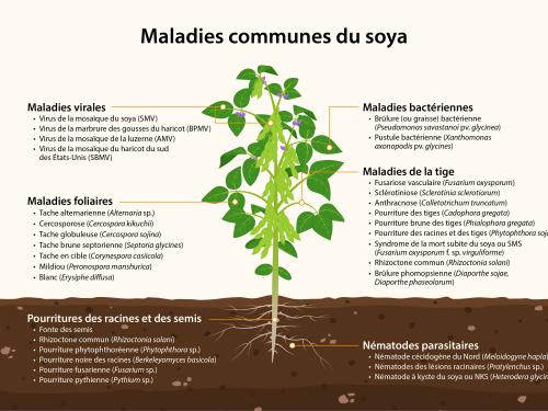 Soya principales maladies