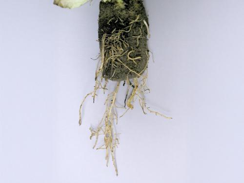 Laitues - Pourriture des racines (Pythium dissotocum)