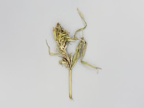 Maïs grain et fourrager - Mildiou (Sclerophthora macrospora)