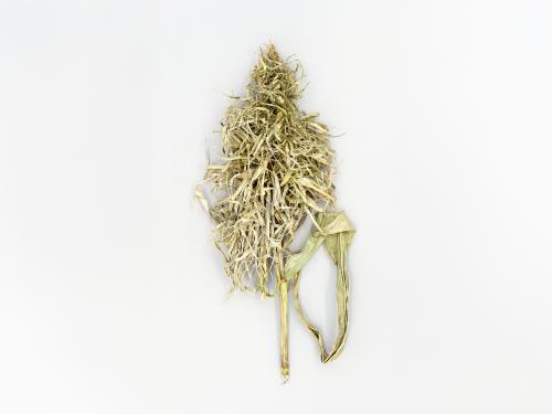 Maïs grain et fourrager - Mildiou (Sclerophthora macrospora)