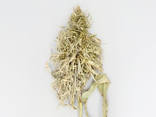 Maïs grain et fourrager - Mildiou (Sclerophthora macrospora)