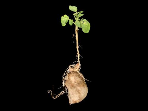 Pomme de terre - Boulage