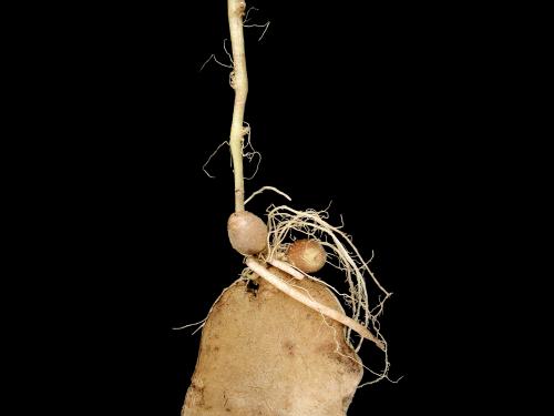 Pomme de terre - Boulage