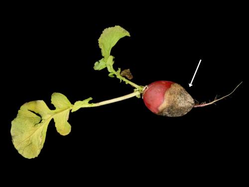 Radis - Rhizoctone commun (Rhizoctonia solani)