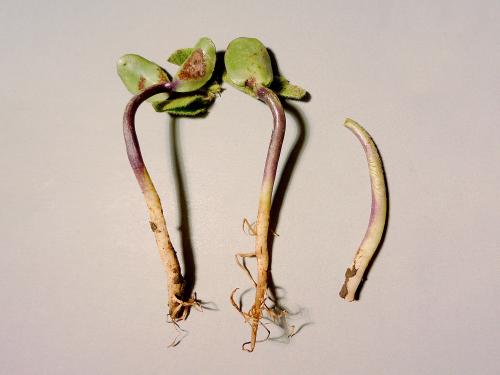 Soya - Fonte des semis (Phytophthora sojae)