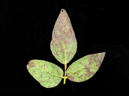 Soya - Pustule bactérienne (Xanthomonas axonopodis pv. glycines)