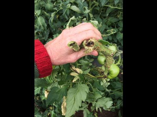 Tomate - Moelle noire (Pseudomonas corrugata)