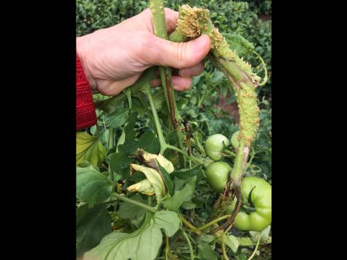 Tomate - Moelle noire (Pseudomonas corrugata)