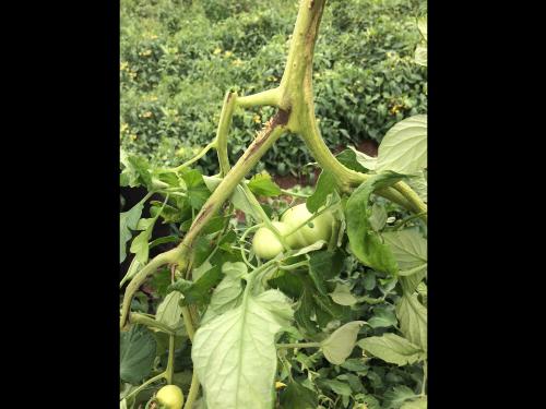 Tomate - Moelle noire (Pseudomonas corrugata)