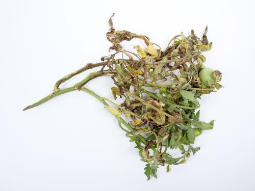Tomate - Moelle noire (Pseudomonas corrugata)