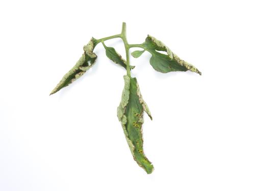 Tomate - Moucheture bactérienne (Pseudomonas syringae pv. tomato)