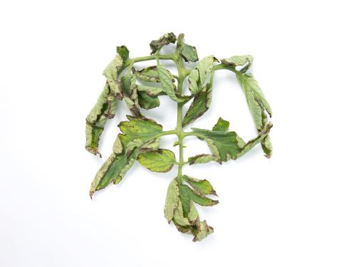 Tomate - Moucheture bactérienne (Pseudomonas syringae pv. tomato)