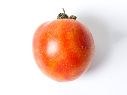 Tomate - Virus de la maladie bronzée de la tomate (TSWV)