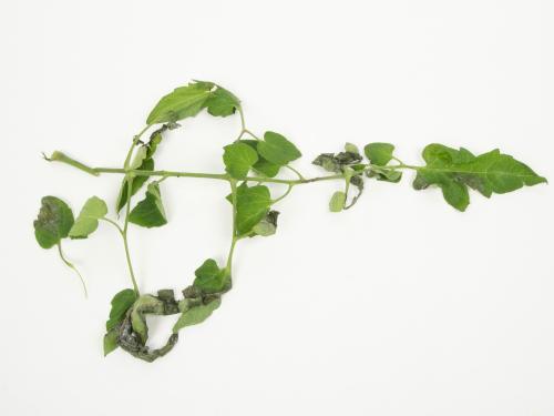 Tomate - Mildiou (Phytophthora infestans)