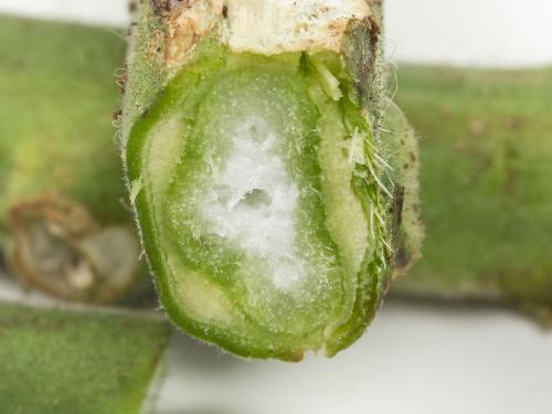 Tomate - Chancre bactérien (Clavibacter michiganensis subsp. michiganensis)